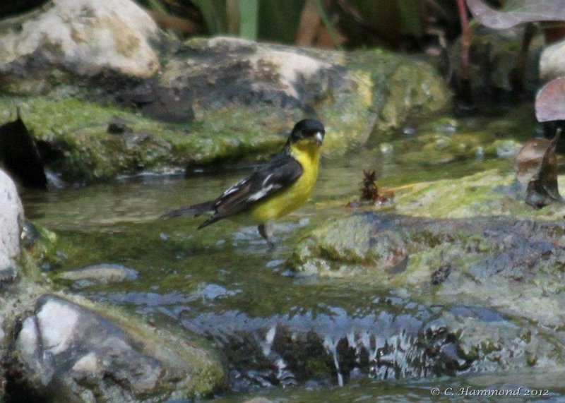 Lesser Goldfinch.jpg